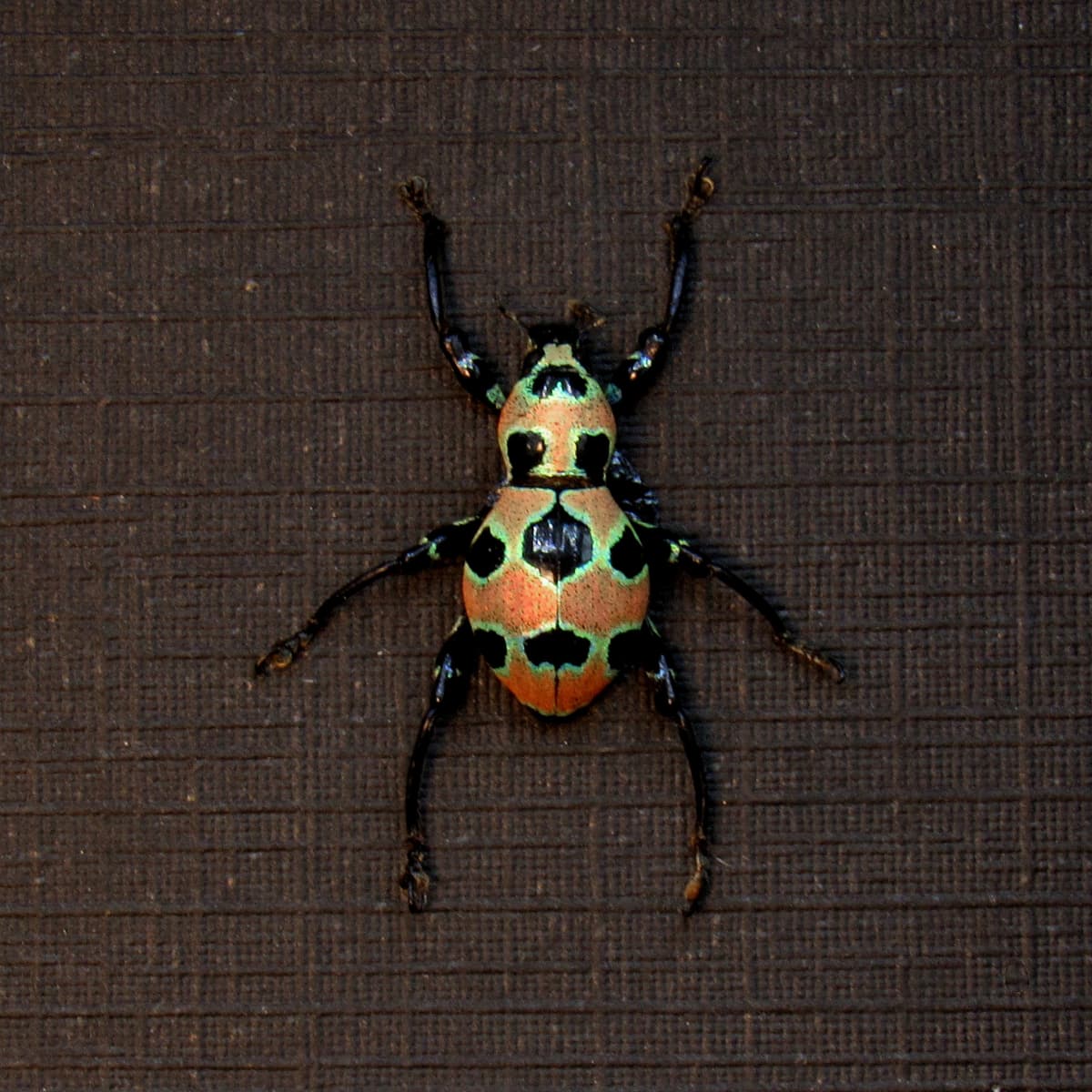 WEEVIL MANIA - Rare pink beetle framed taxidermy - Pachyrhynchus orbifer