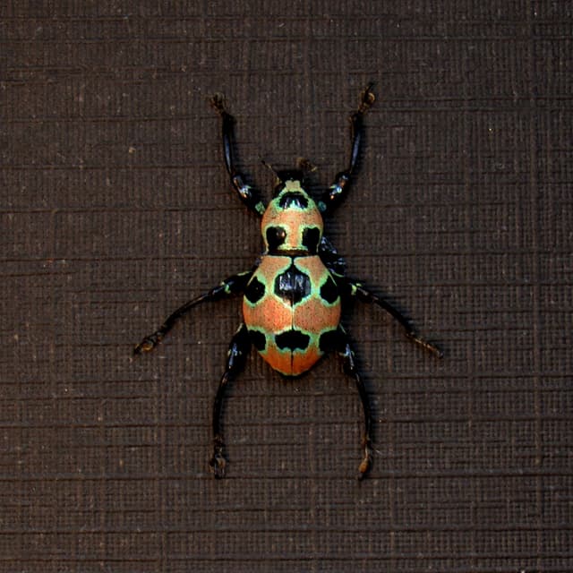 WEEVIL MANIA - Rare pink beetle framed taxidermy - Pachyrhynchus orbifer