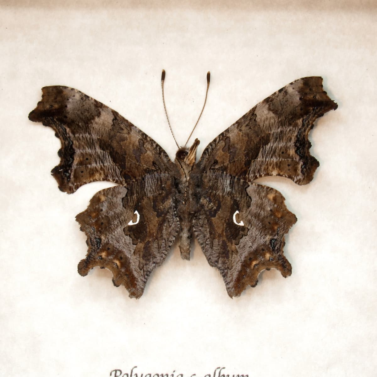 Real Comma Butterfly framed taxidermy - Polygonia c-album