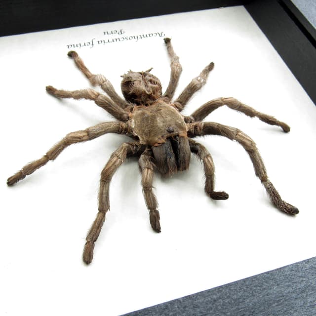 Real Rusty Birdeater Tarantula framed taxidermy - Acanthoscurria ferina - large