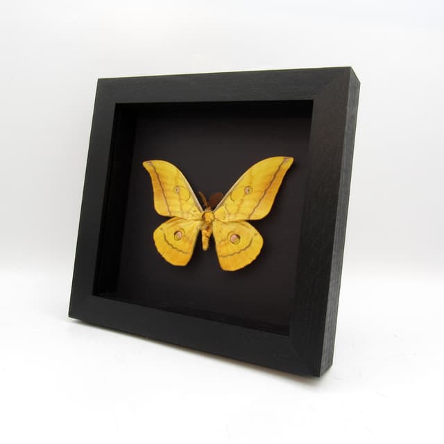 Real Indian Tasar Silkmoth framed taxidermy - Antheraea paphia
