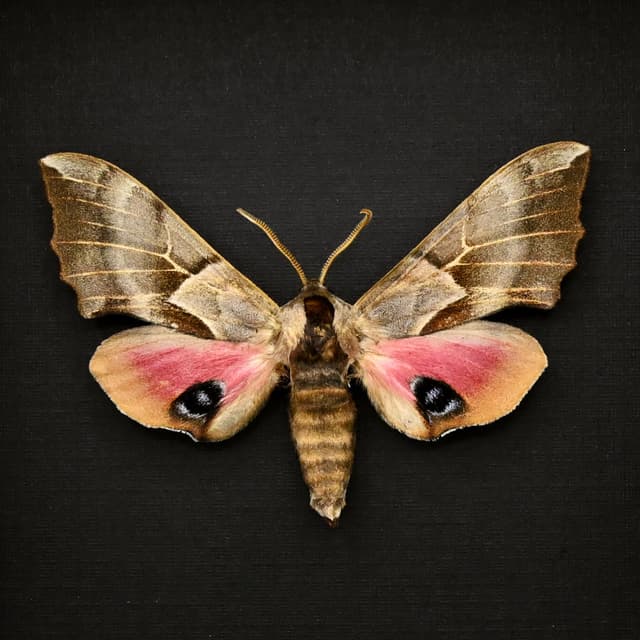 Real pink One Eyed Sphinx moth framed taxidermy - Smerinthus cerisyi - female