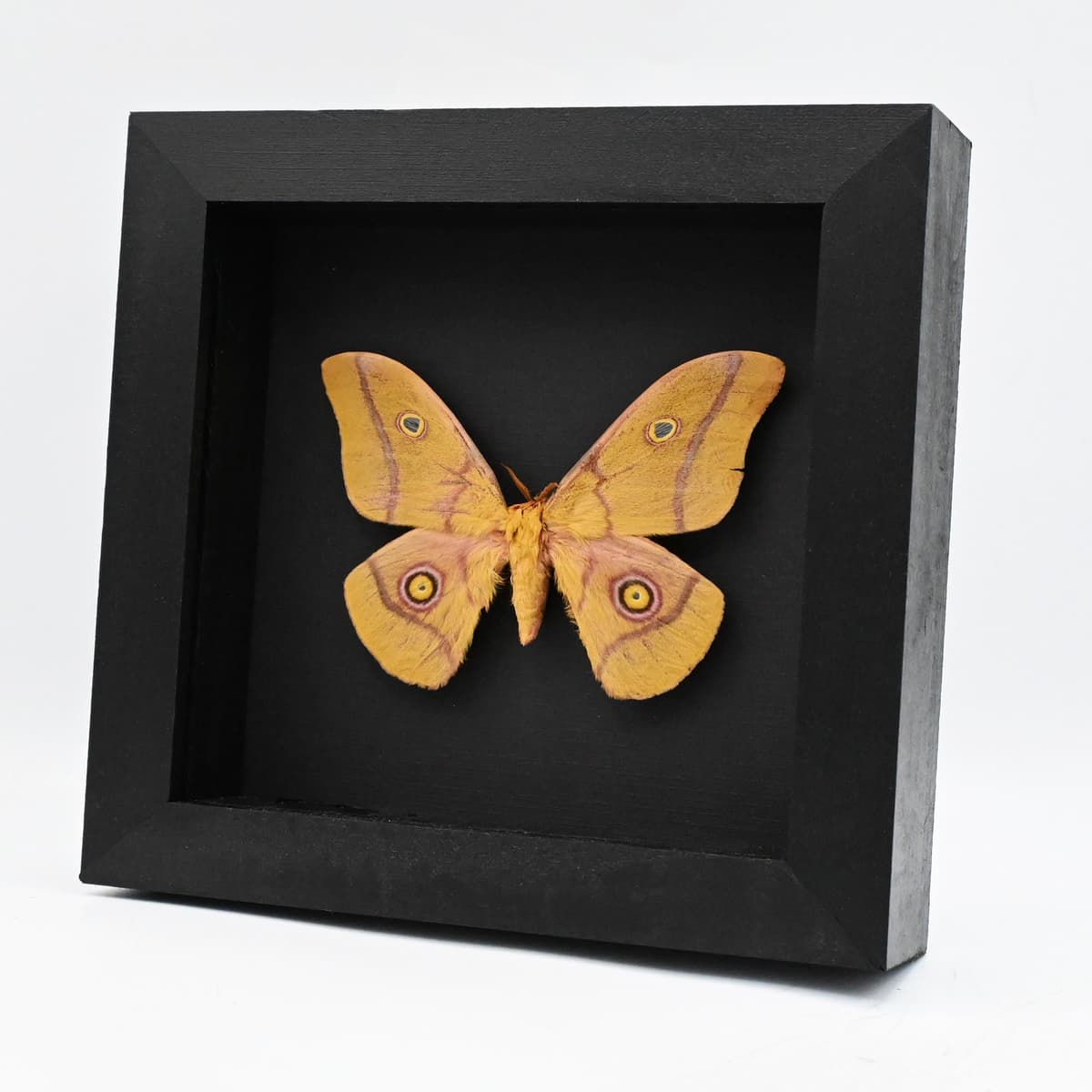Real pink Giant Emperor moth framed taxidermy - Nudaurelia krucki - minor damage