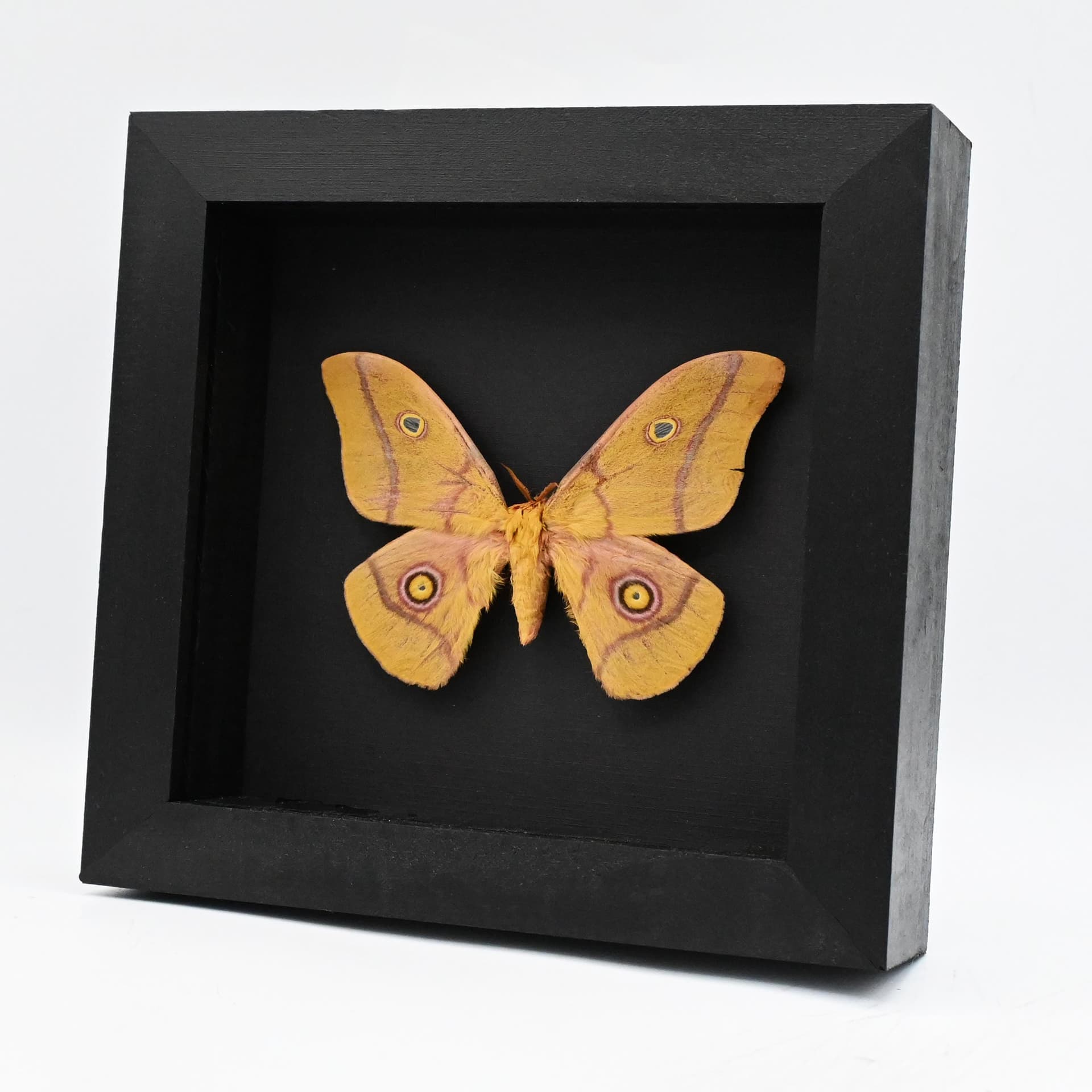 Real pink Giant Emperor moth framed taxidermy - Nudaurelia krucki - minor damage