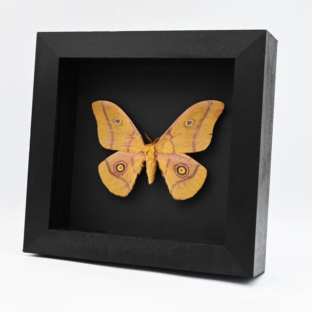 Real pink Giant Emperor moth framed taxidermy - Nudaurelia krucki - minor damage