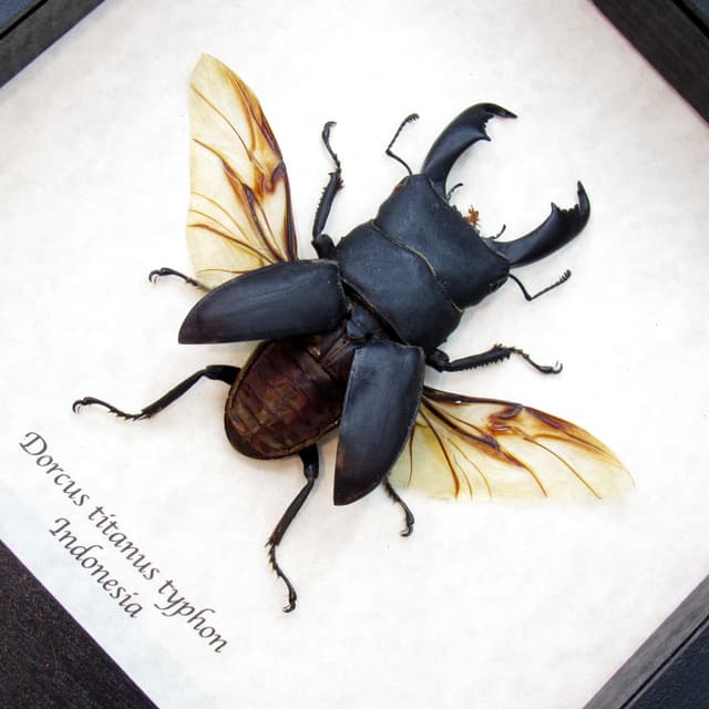 Real Giant Stag beetle framed taxidermy - Dorcus titanus typhon