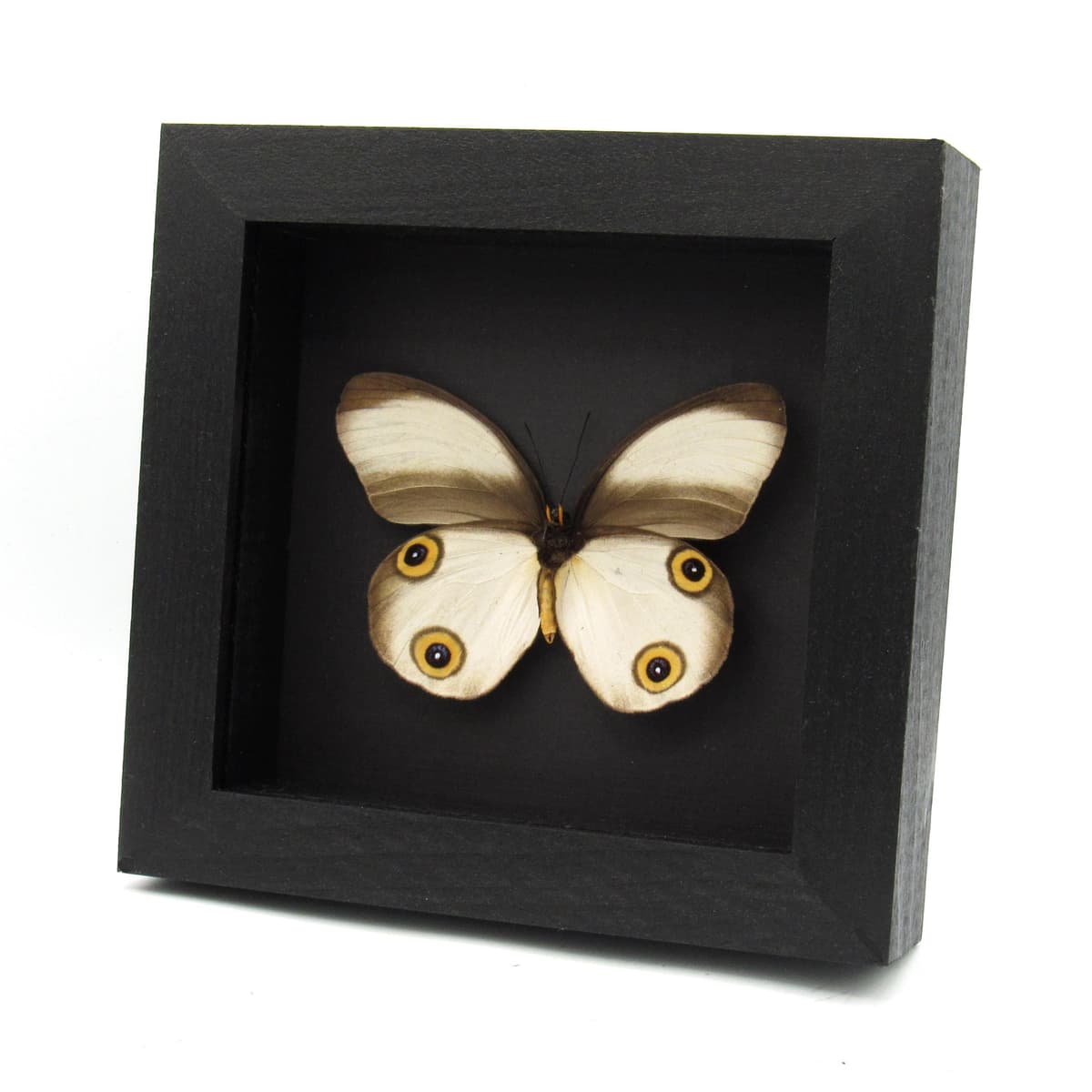 Real Owl butterfly framed taxidermy - Taenaris artemis zenada- large female