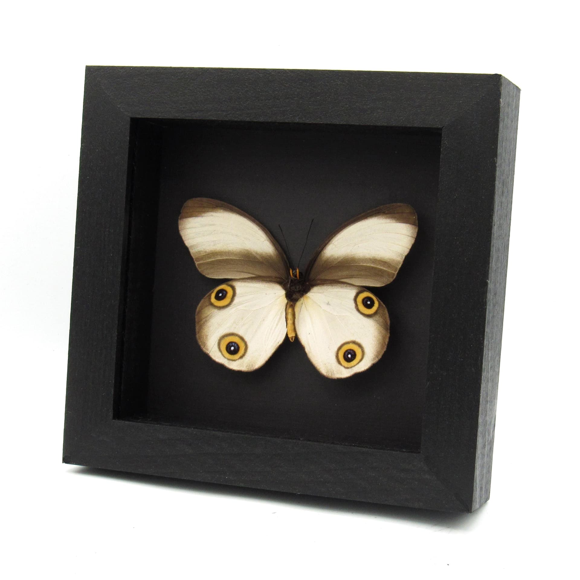 Real Owl butterfly framed taxidermy - Taenaris artemis zenada- large female