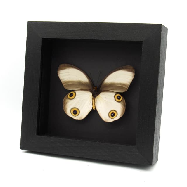 Real Owl butterfly framed taxidermy - Taenaris artemis zenada- large female