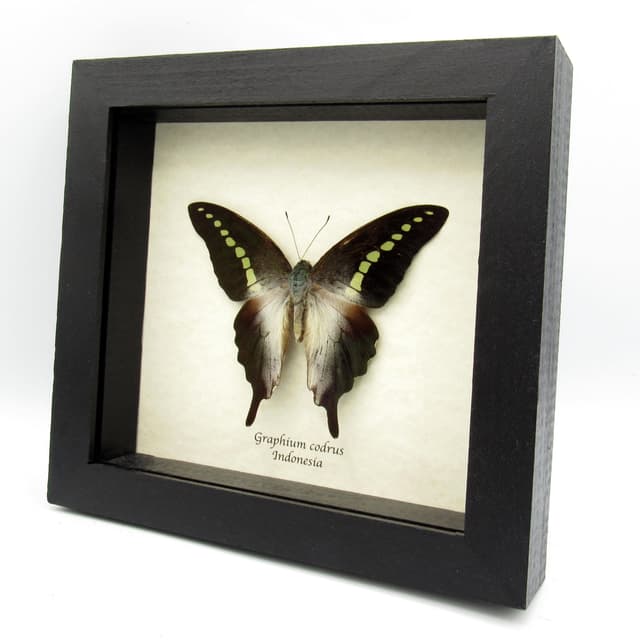 Real large green butterfly framed taxidermy - Graphium codrus