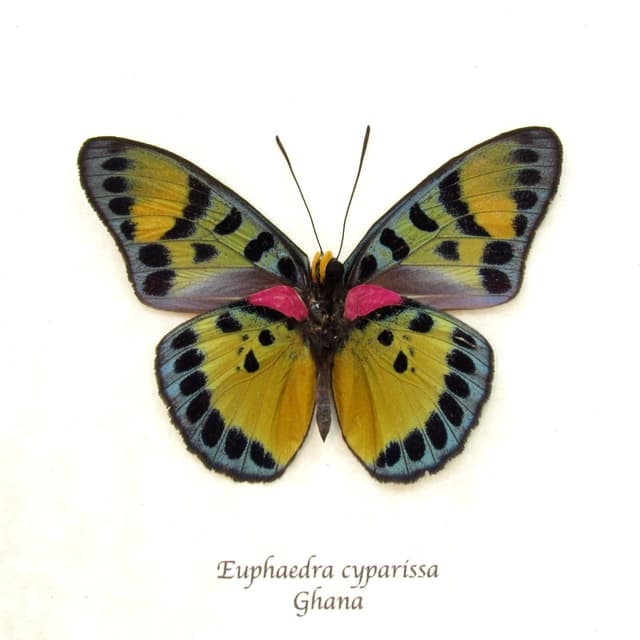 Rare fuchsia True Forester butterfly framed taxidermy - Euphaedra cyparissa