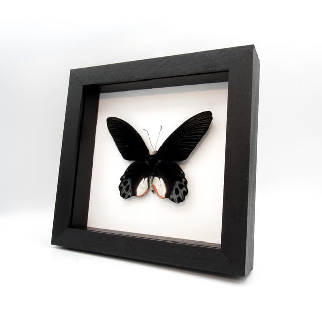 Rare Giant Swallowtail butterfly framed taxidermy - Atrophaneura sycorax egertoni