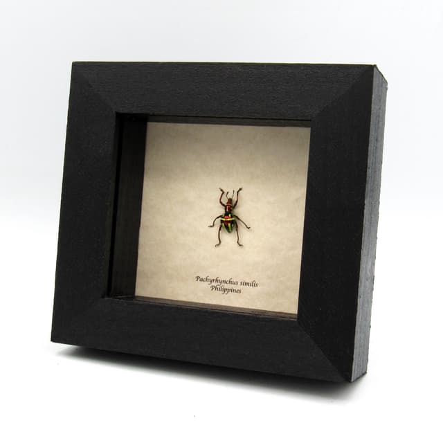 Real metallic red weevil beetle framed specimen - Pachyrhynchus similis - female