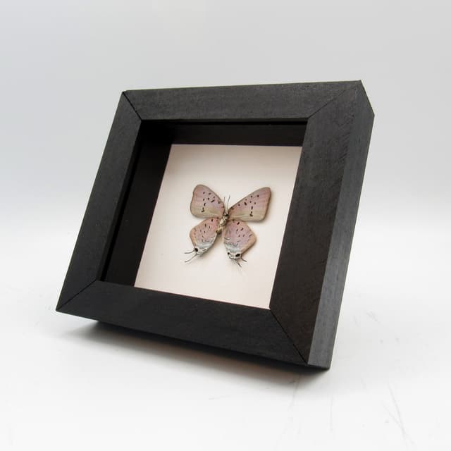 Real lavender butterfly framed taxidermy - Pseudolycaena marsyas