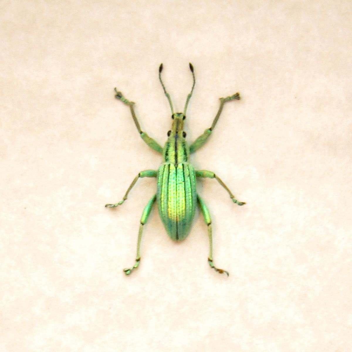 WEEVIL MANIA - Real TINY metallic green Snout Beetle framed taxidermy - Celebia arrogans