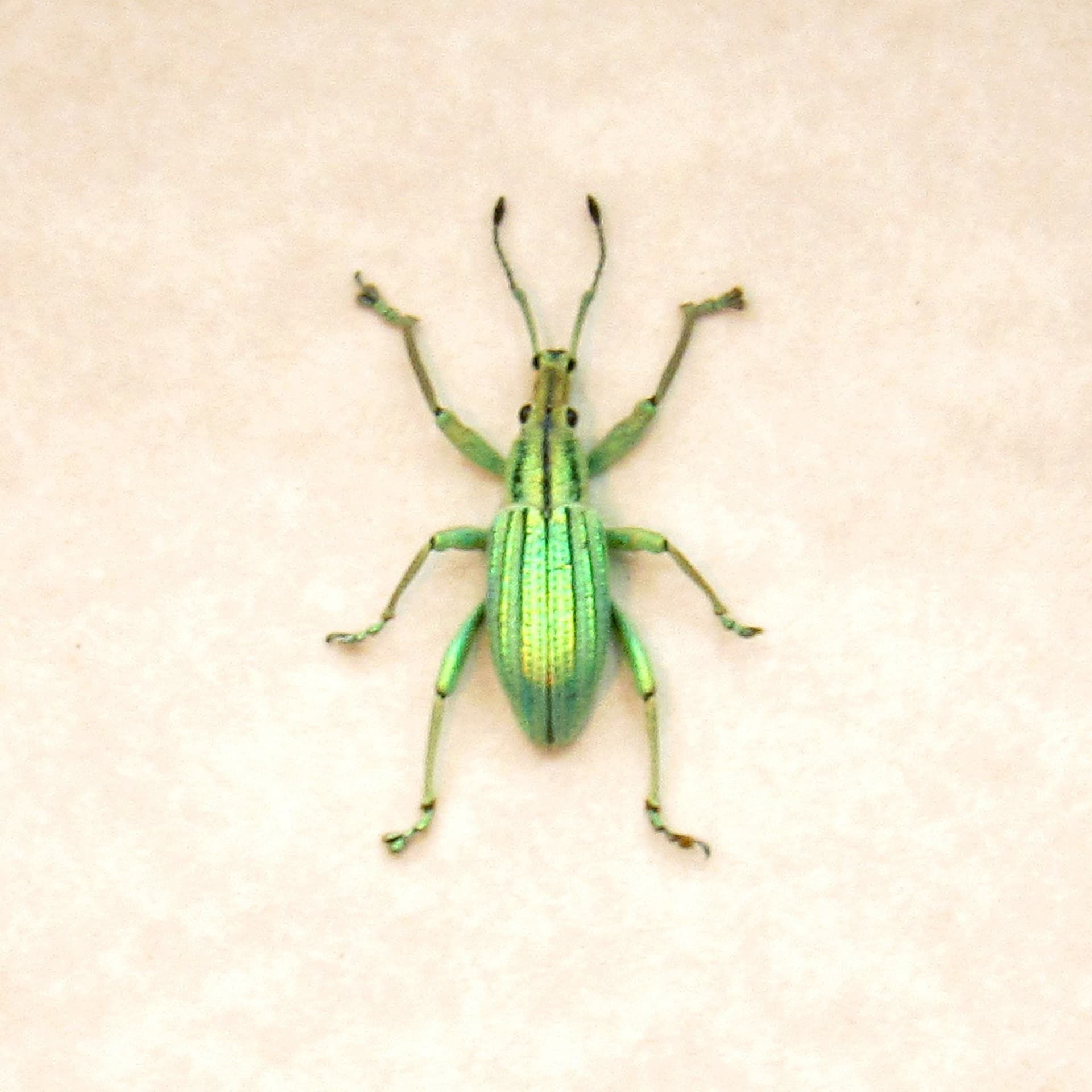 WEEVIL MANIA - Real TINY metallic green Snout Beetle framed taxidermy - Celebia arrogans