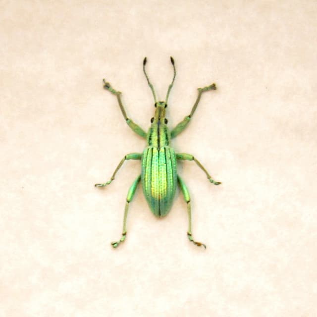 WEEVIL MANIA - Real TINY metallic green Snout Beetle framed taxidermy - Celebia arrogans