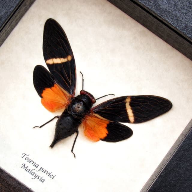 Real orange Cicada framed taxidermy - Tosena paviei
