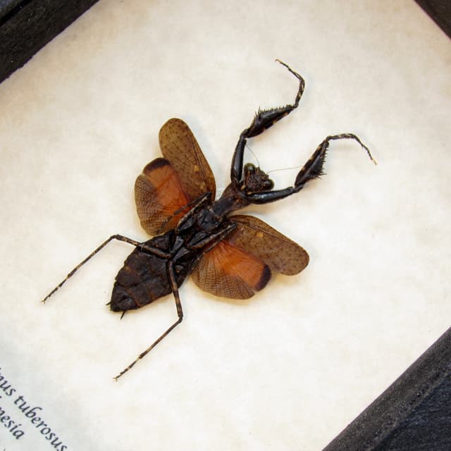 Rare tiny red mantis framed taxidermy - Myrcinus tuberosus - female