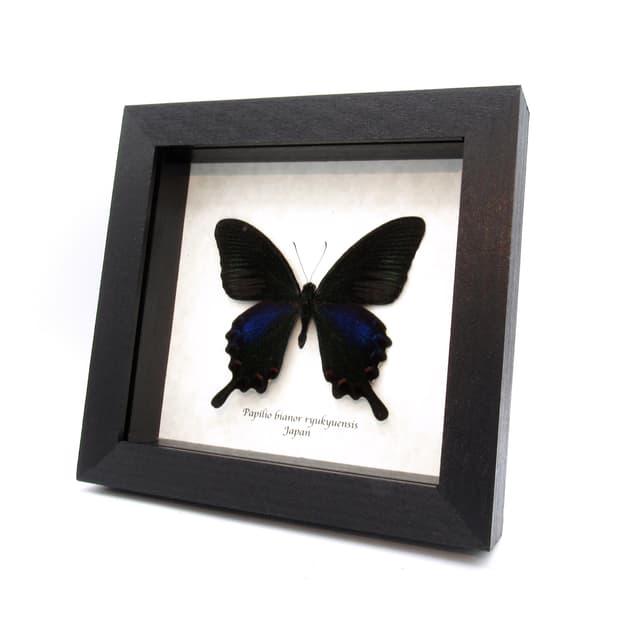 Real black Peacock butterfly framed taxidermy - Papilio bianor ryukyuensis - Spring form