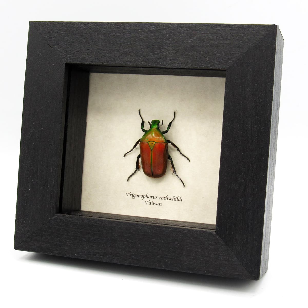 Real red Scarab beetle framed taxidermy - Trigonophorus rothschildi