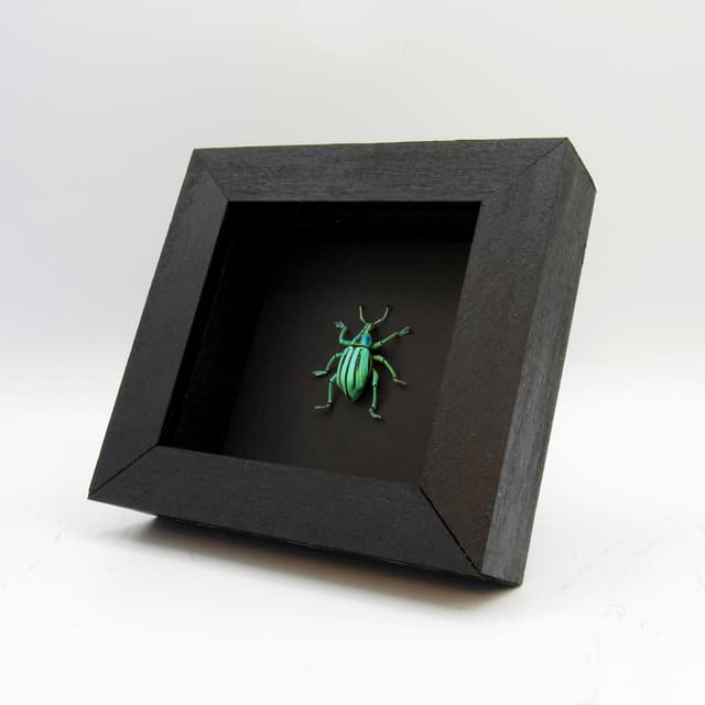 Real glitter beetle framed taxidermy - Eupholus cuvieri
