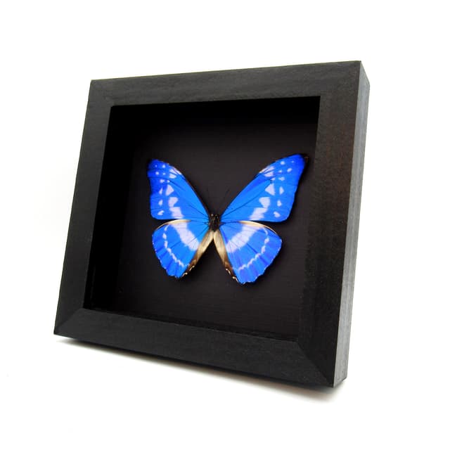 Rare metallic blue butterfly framed taxidermy - Morpho cypris