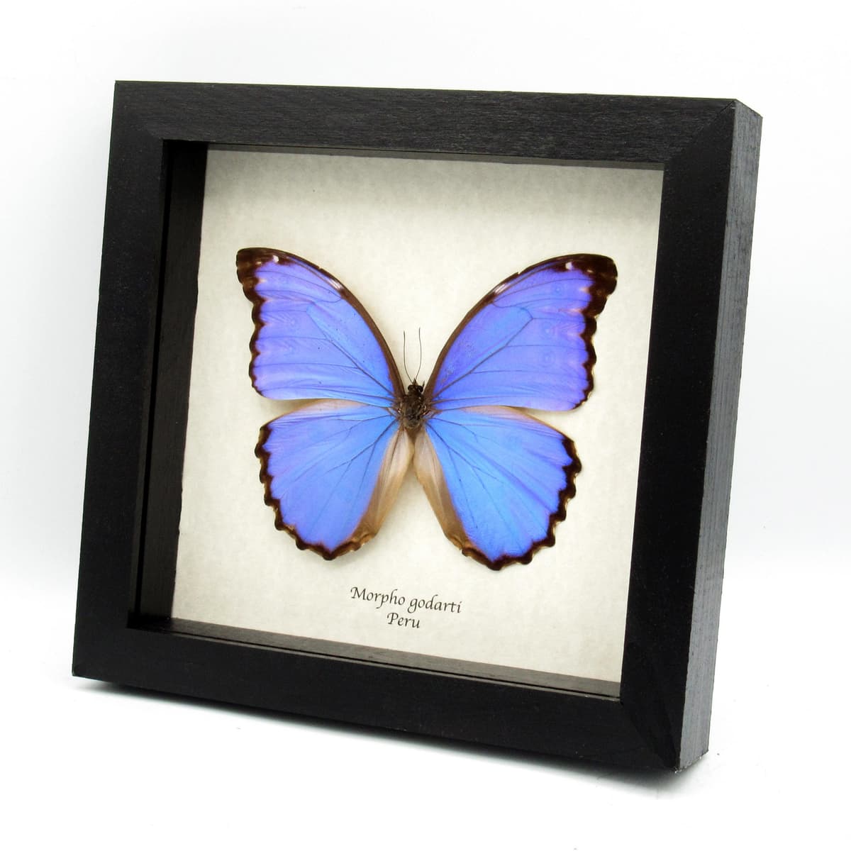 Real Giant Blue Morpho butterfly framed taxidermy - Morpho godarti
