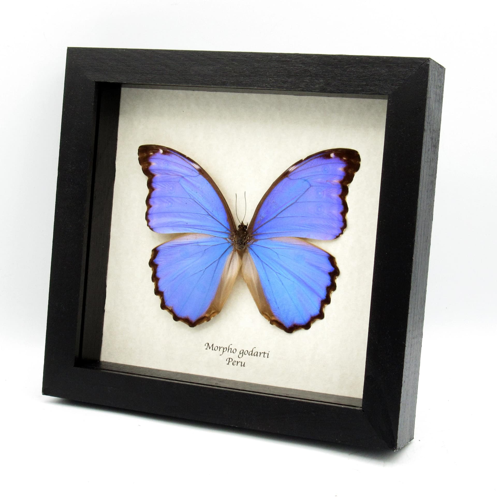 Real Giant Blue Morpho butterfly framed taxidermy - Morpho godarti