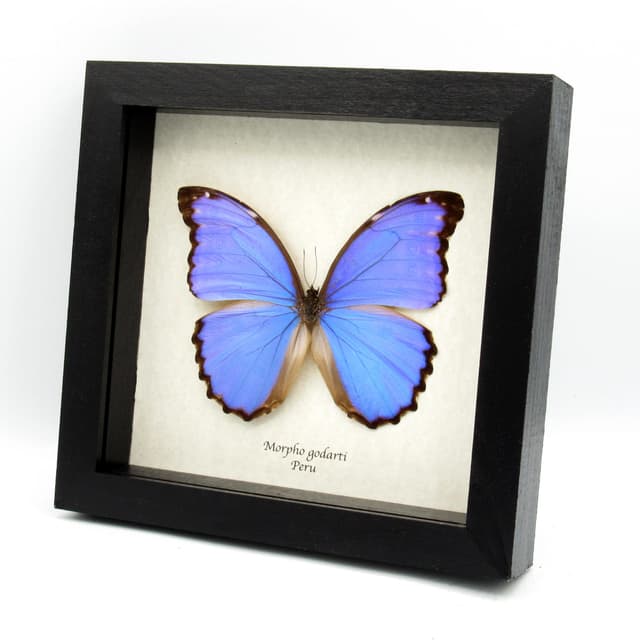 Real Giant Blue Morpho butterfly framed taxidermy - Morpho godarti