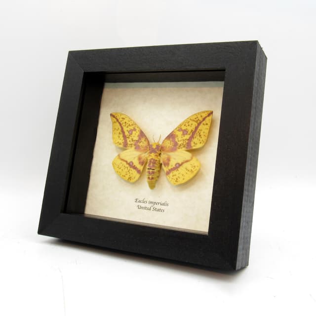 Real yellow Imperial moth framed taxidermy - Eacles imperialis - female