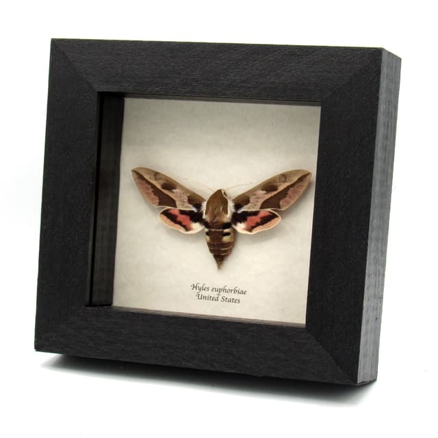 Real Spurge Hawk-moth framed taxidermy - Hyles euphorbiae