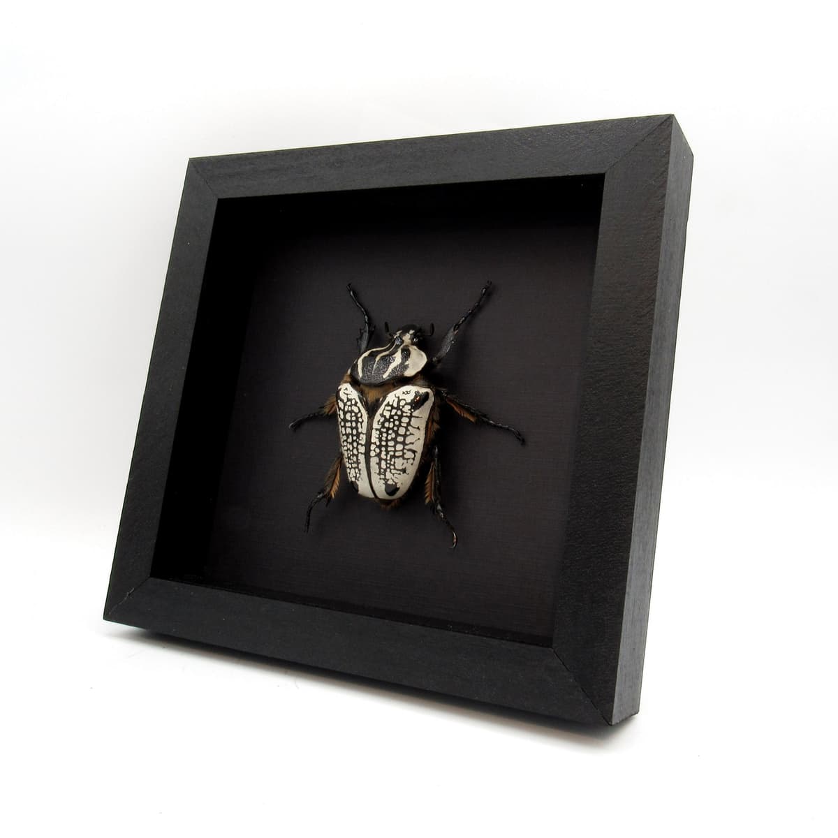 Real Giant Flower Beetle framed taxidermy - Goliathus orientalis - XL female
