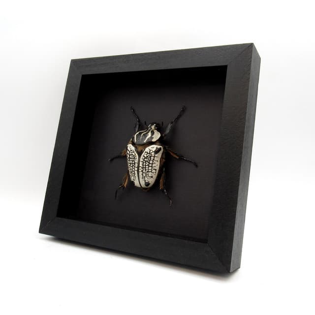 Real Giant Flower Beetle framed taxidermy - Goliathus orientalis - XL female