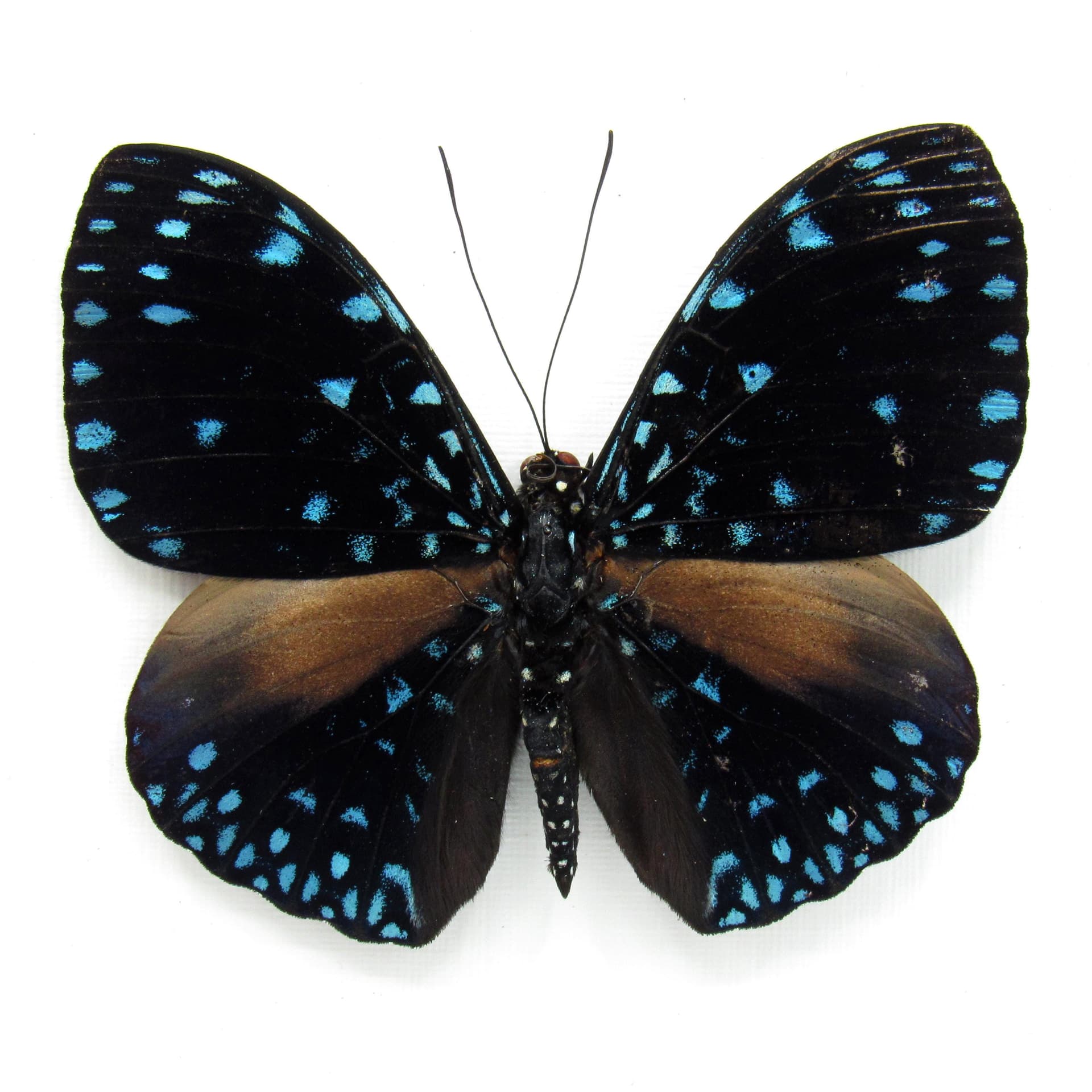Real blue Starry Night butterfly framed taxidermy - Hamadryas laodamia