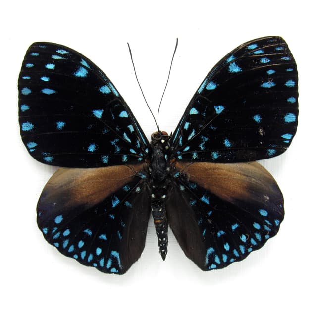 Real blue Starry Night butterfly framed taxidermy - Hamadryas laodamia