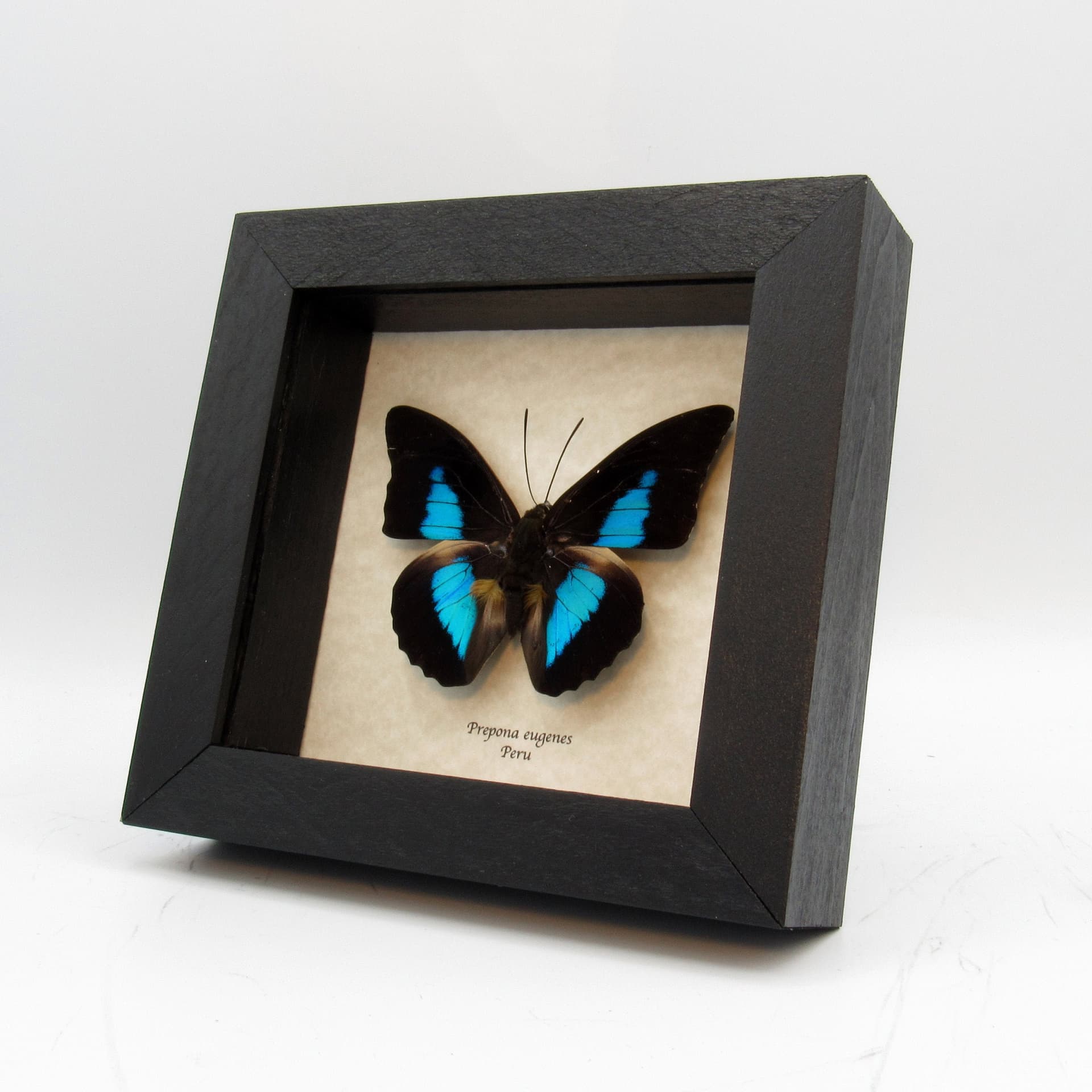 Real Brushfooted blue butterfly framed taxidermy - Prepona eugenes