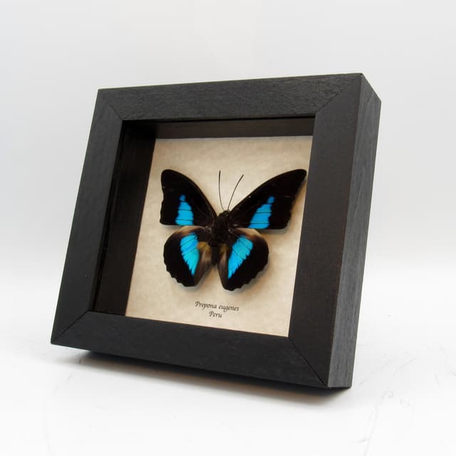 Real Brushfooted blue butterfly framed taxidermy - Prepona eugenes
