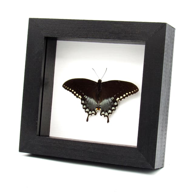 Real Spicebush Swallowtail butterfly framed taxidermy - Papilio troilus - Victorian mount