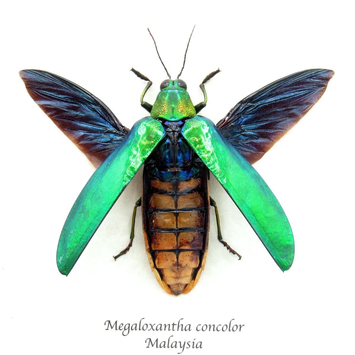Rare Giant Jewel beetle framed taxidermy - Megaloxantha concolor