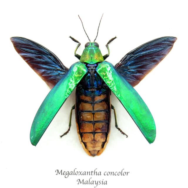 Rare Giant Jewel beetle framed taxidermy - Megaloxantha concolor