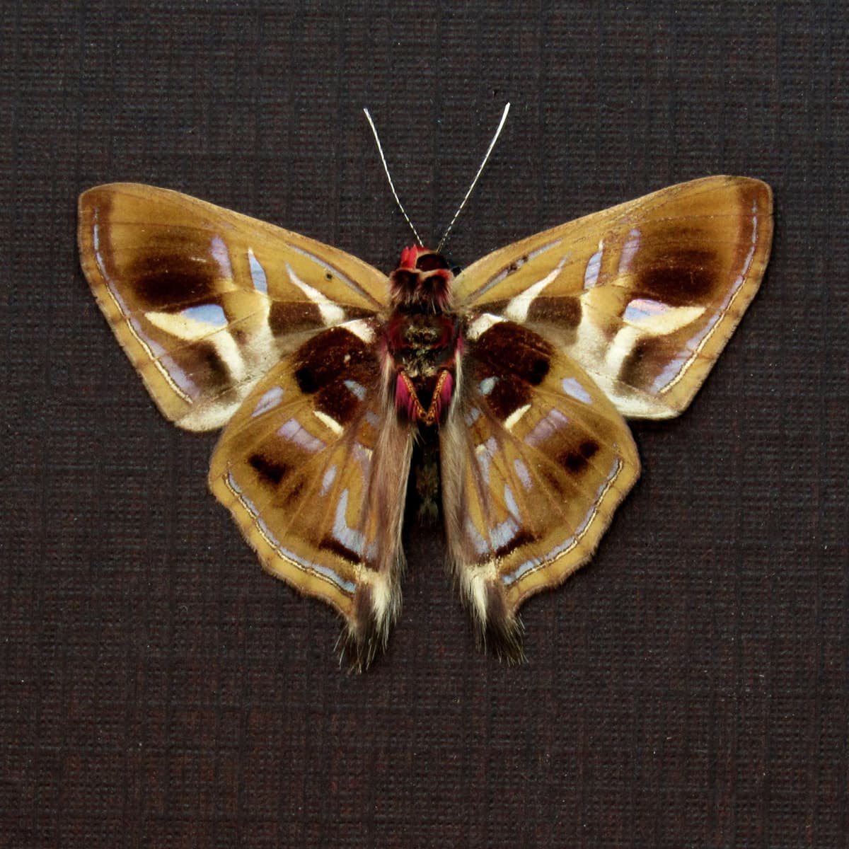 Rare Lavender Metalmark butterfly framed taxidermy - Anteros renaldus indigator - Victorian mount