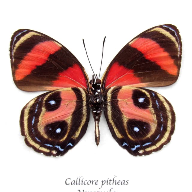 Rare pink butterfly framed taxidermy - Callicore pitheas