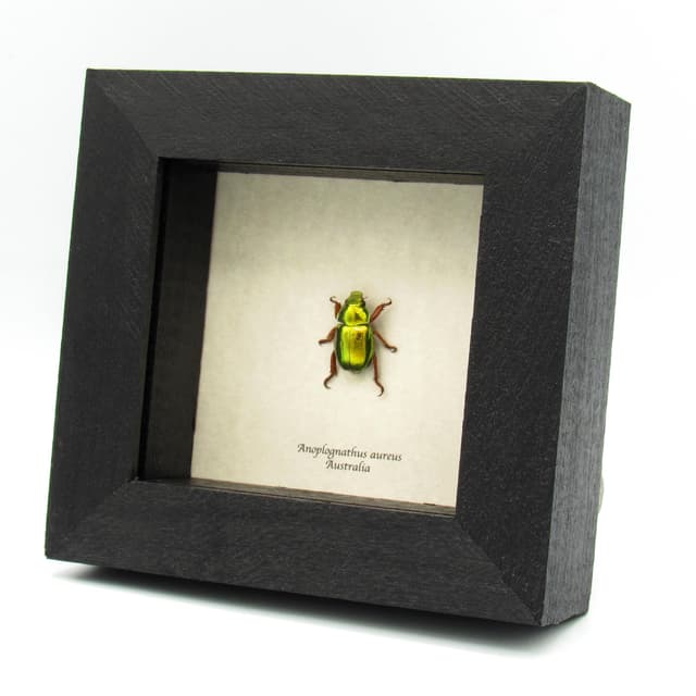 Rare Australian Gold Christmas Scarab beetle framed taxidermy - Anoplognathus aureus