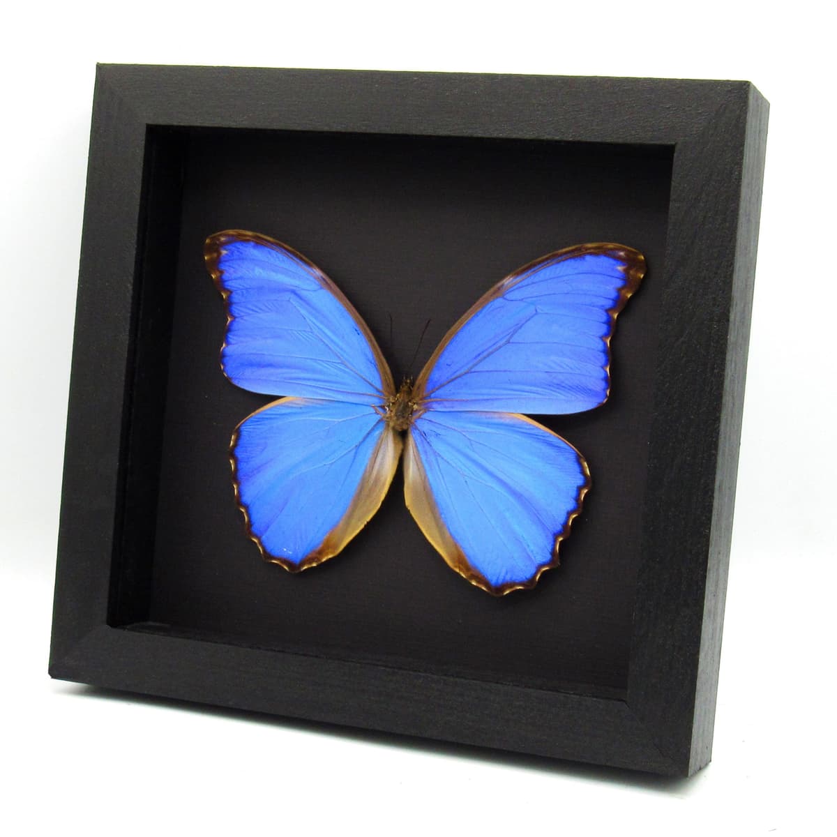Real XL metallic blue Morpho butterfly framed taxidermy - Morpho menelaus alexandrovna - 6 inch wingspan