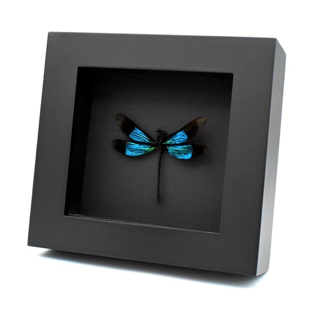 Real framed metallic dragonfly taxidermy - Euphaea refulgens