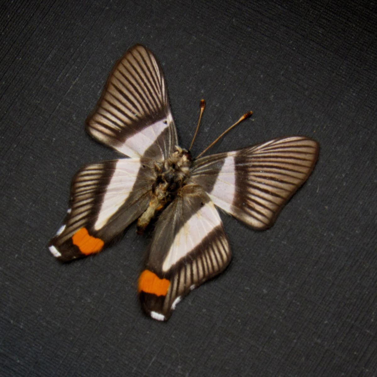 Very tiny Metalmark butterfly framed taxidermy - Siseme neurodes