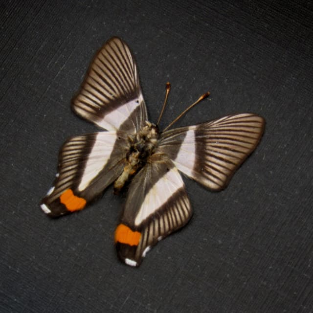 Very tiny Metalmark butterfly framed taxidermy - Siseme neurodes