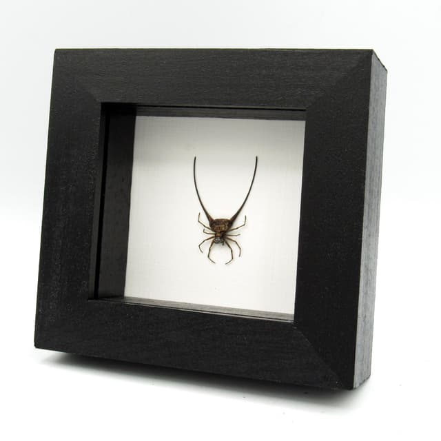 Real Orb Weaver Spider framed taxidermy - Gasteracantha arcuata