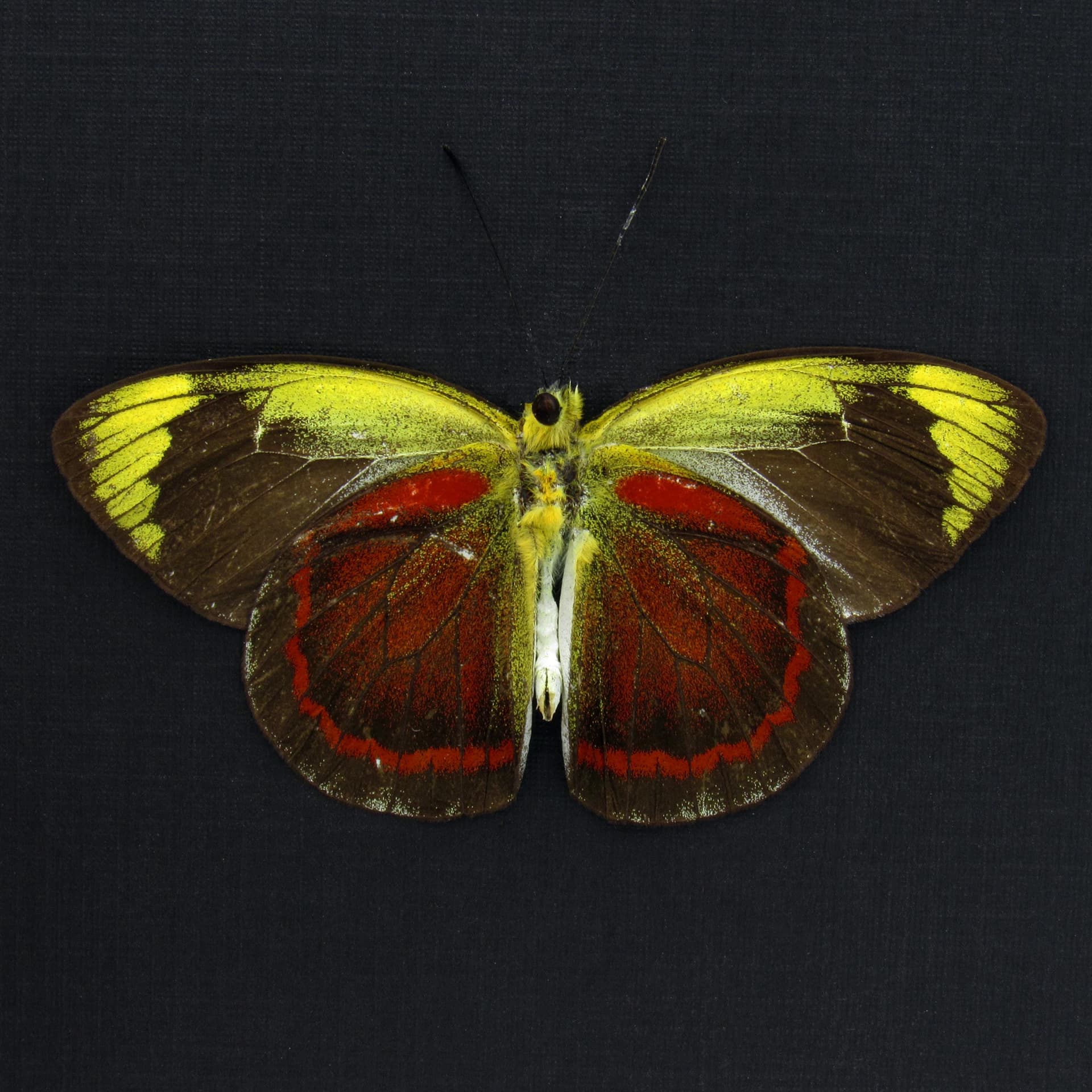 Rare red Delias butterfly framed taxidermy - Delias duris - Victorian mount